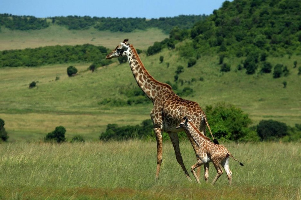 7-Day Western Circuit Safari – Ultimate Remote Safari