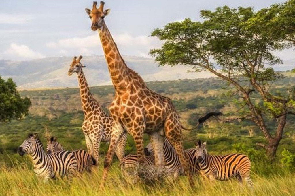 5-Day Southern Circuit Safari – Tanzania Wildlife Adventure