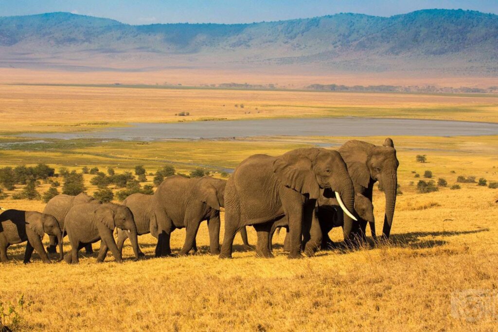 3 Days Taste of Tanzania Safari (Tarangire-Ngorongoro)