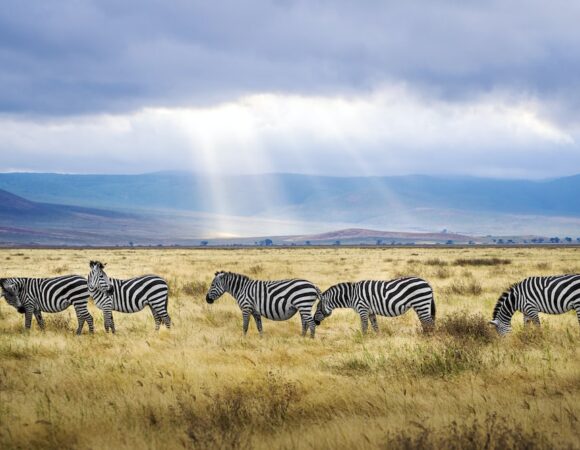 5 Days Best of Tanzania Safari