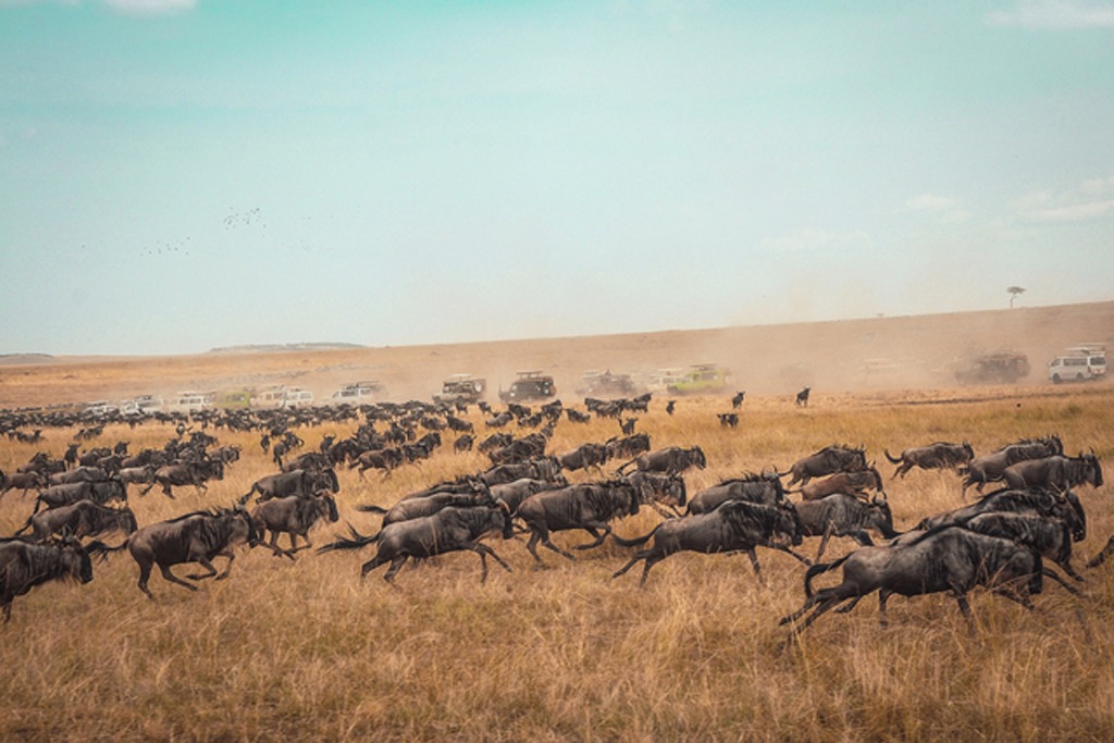 6 Days Ndutu Calving season Serengeti Migration Tanzania Safari